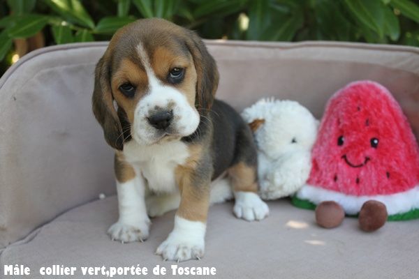 du clos du bonheur - Chiots disponibles - Beagle