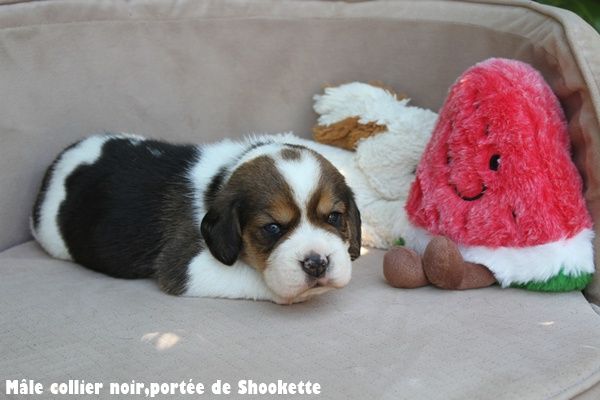du clos du bonheur - Chiots disponibles - Beagle