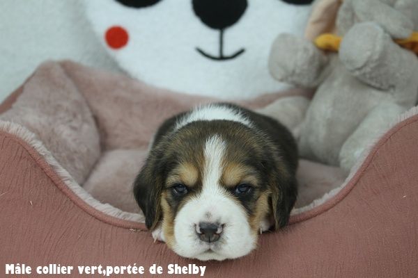 du clos du bonheur - Chiots disponibles - Beagle