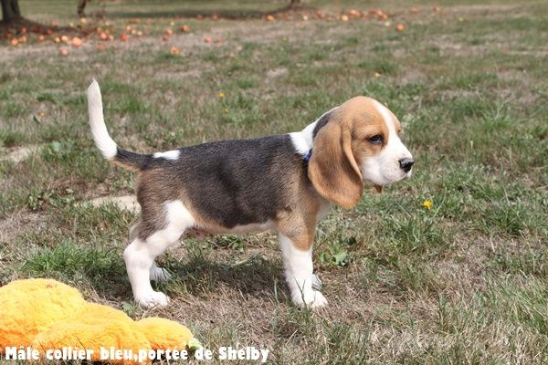 du clos du bonheur - Chiots disponibles - Beagle
