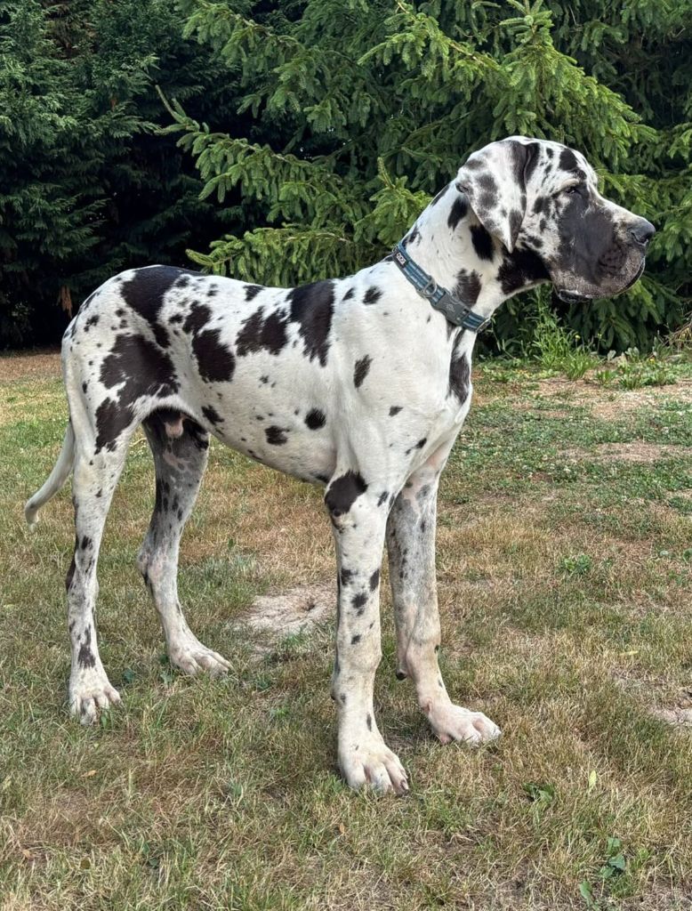 du clos du bonheur - Chiots disponibles - Dogue allemand