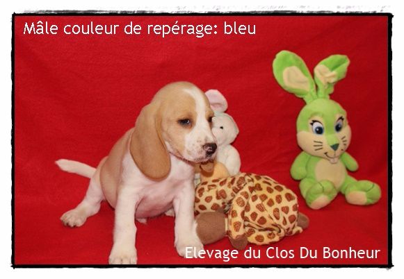 Chiot Beagle du clos du bonheur