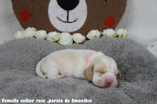 Chiot Beagle du clos du bonheur
