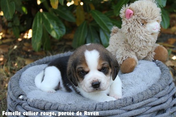 du clos du bonheur - Chiots disponibles - Beagle
