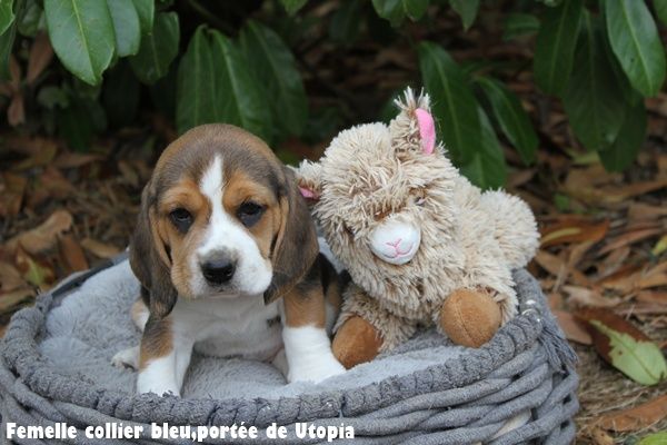 du clos du bonheur - Chiots disponibles - Beagle