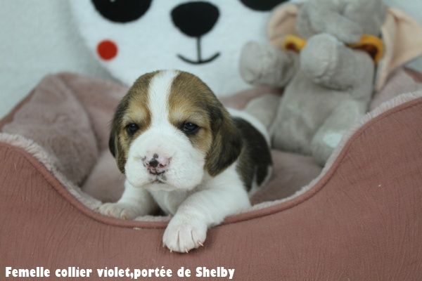 du clos du bonheur - Chiots disponibles - Beagle