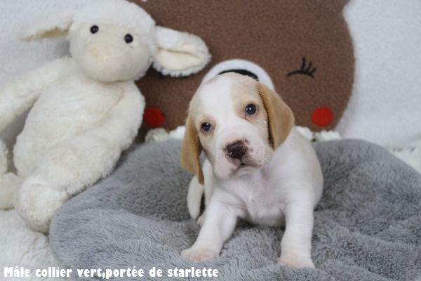 du clos du bonheur - Chiots disponibles - Beagle