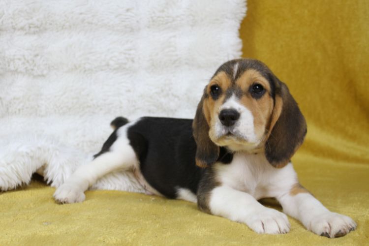 du clos du bonheur - Chiots disponibles - Beagle