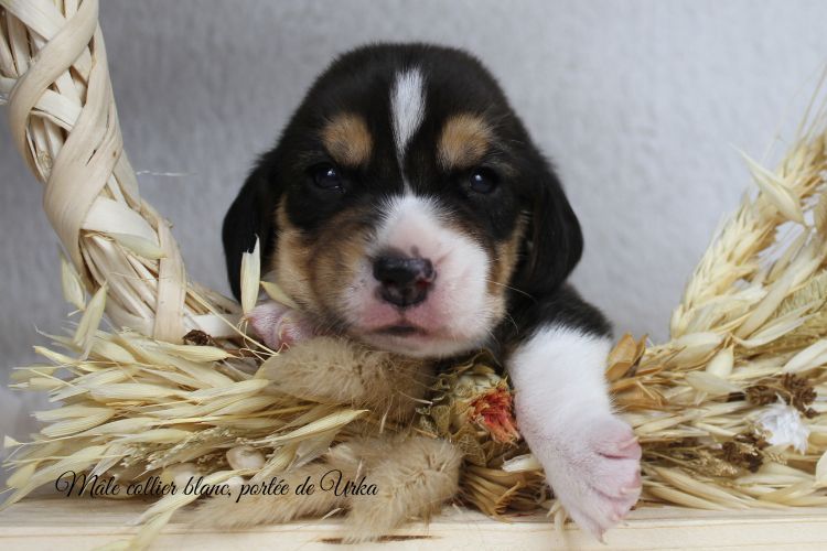 du clos du bonheur - Chiots disponibles - Beagle