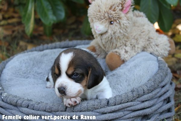 du clos du bonheur - Chiots disponibles - Beagle