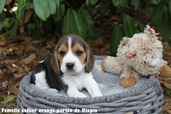 du clos du bonheur - Chiots disponibles - Beagle