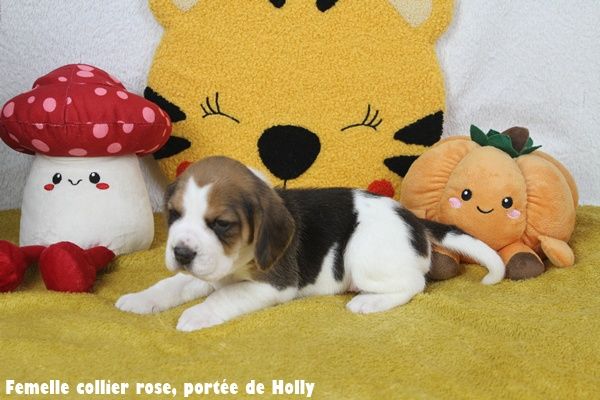 du clos du bonheur - Chiots disponibles - Beagle