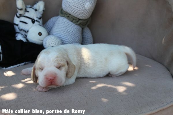 du clos du bonheur - Chiots disponibles - Beagle