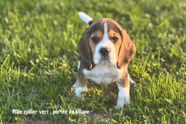 du clos du bonheur - Chiots disponibles - Beagle